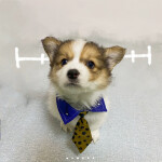 Corbata de Nanami Kento. Ropa cosplay de mascotas. de Jujutsu Kaisen2