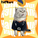 Cosplay para gatos de Haikyu!! Camisetas de Tobio, Shoyo, Toru, Kenma Cosplay para gatos de Haikyu!! Camisetas de Tobio, Shoyo, Toru, Kenma