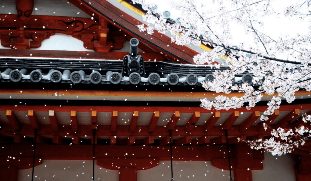 Hanami en Japón